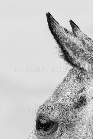 Horse's eye and ears