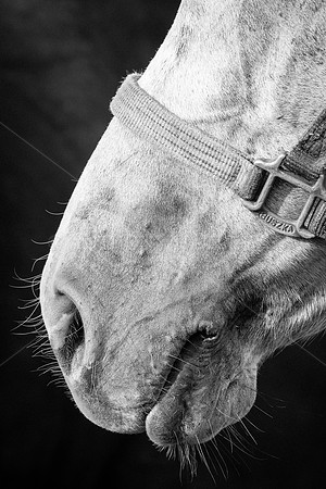 Horse's mouth and nostrils